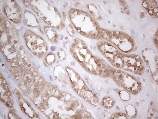 PODXL / Podocalyxin Antibody (aa32-461, clone OTI2C6)