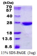 Human NHEJ1 / XLF Protein (Recombinant His)