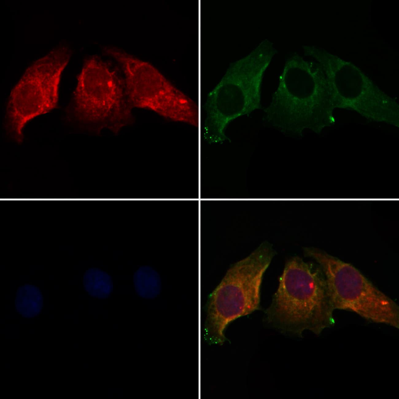CALU / Calumenin Antibody
