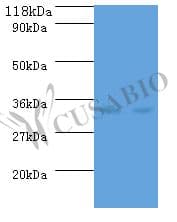 Polyclonal Rabbit anti-E. coli E. coli dcyD Antibody (WB)