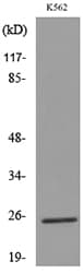 CD7 Antibody