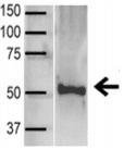 TP53 / p53 Antibody