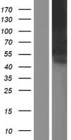 SIGLEC6 Protein (Over-Expression Lysate Myc-DDK (Flag))