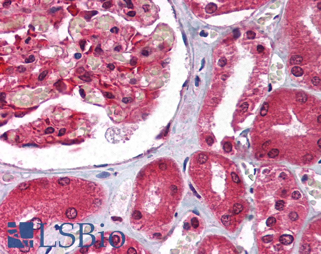 GNB2L1 / RACK1 Antibody (C-Terminus)