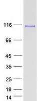 Human INPP4B Protein (Recombinant Myc-DDK (Flag))