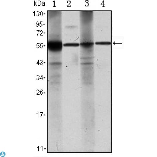 ALDH1A1 / ALDH1 Antibody