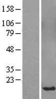 SPANXB1 Protein (Over-Expression Lysate Myc-DDK (Flag))