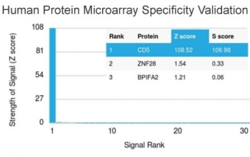 CD5 Antibody (clone CD5/2419)