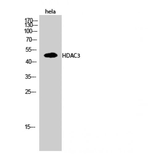 Polyclonal Rabbit anti-Human HDAC3 Antibody (370-450 aa, IHC, IF, WB)