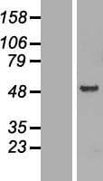 FEZ1 Protein (Over-Expression Lysate Myc-DDK (Flag))