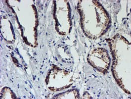 Monoclonal Mouse anti-Human UNG / Uracil DNA Glycosylase Antibody (clone OTI1G1, IHC, IF, WB)
