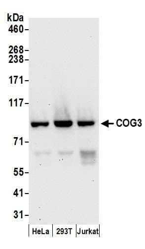 COG3 Antibody (aa1-50)