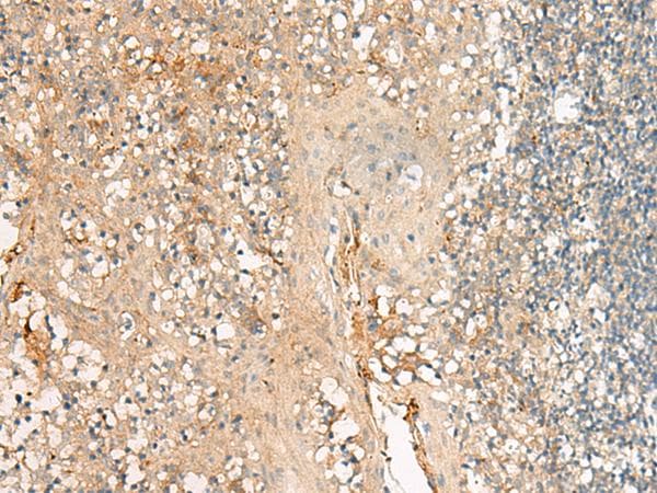 GPR27 Antibody
