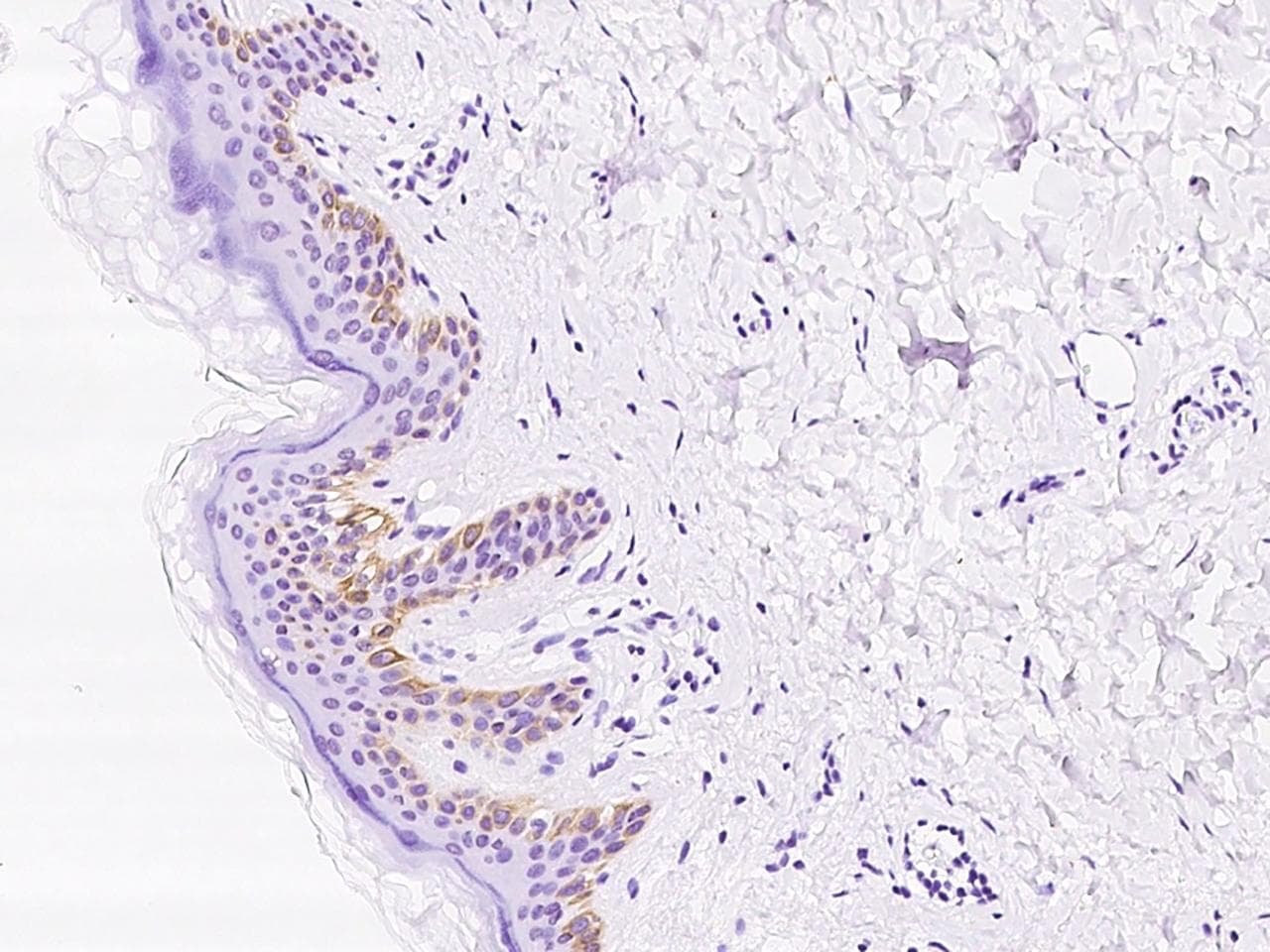 Polyclonal Rabbit anti-Human DRD1 / Dopamine Receptor D1 Antibody (IHC, IF)