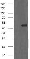 MAP2K1 / MKK1 / MEK1 Antibody (clone OTI4H8, Carrier-free)