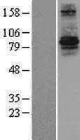 RFWD3 Protein (Over-Expression Lysate Myc-DDK (Flag))