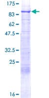 Human RFX5 Protein (Recombinant GST)