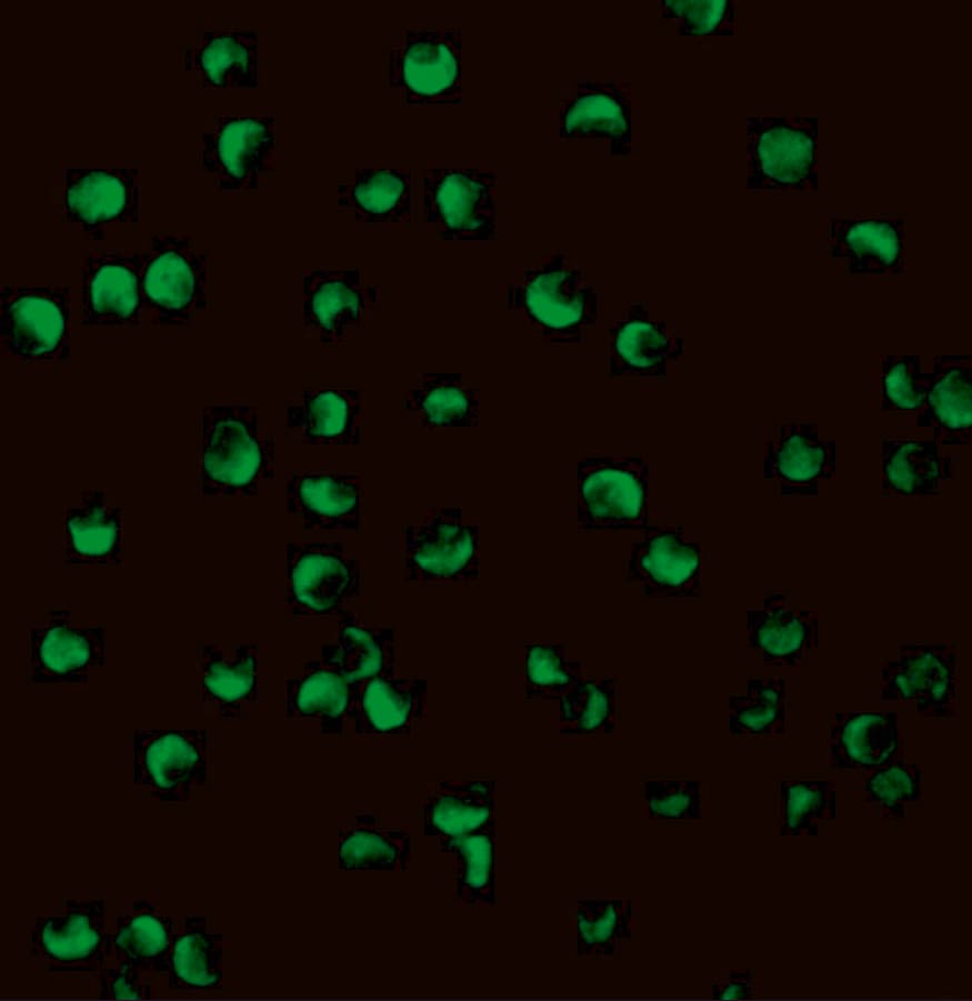 Polyclonal Rabbit anti-Human PTEN Antibody (IF, WB)