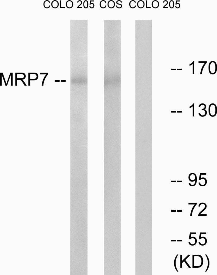 ABCC10 Antibody