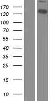 WWC2 Protein (Over-Expression Lysate Myc-DDK (Flag))