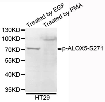 ALOX5 / 5-LOX Antibody (phospho-Ser271)