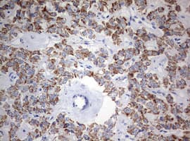 NDUFS2 Antibody (aa205-463, clone OTI1D5, Carrier-free)