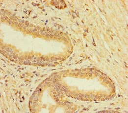 TMEM120B Antibody