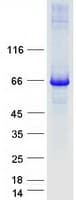 Human COG6 Protein (Recombinant Myc-DDK (Flag))