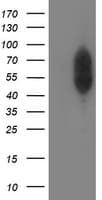 Monoclonal Mouse anti-Human PHF21B Antibody (clone OTI5D2, Carrier-free, IHC, IF, WB)