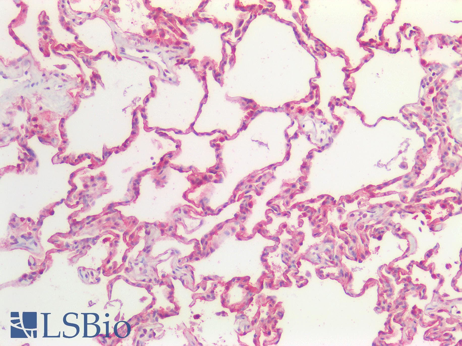 PathPlus™ Polyclonal Rabbit anti-Human APC Antibody (aa2794-2843, IHC, WB)