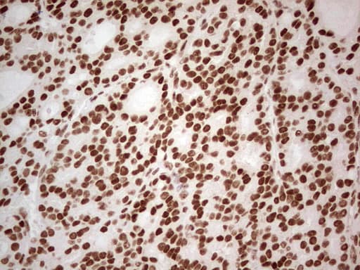 ERCC1 Antibody (clone OTI2B4, Carrier-free)