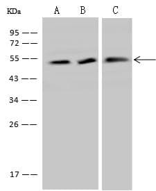 IDO1 / IDO Antibody