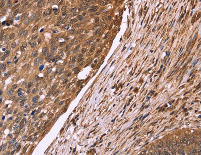 CDC37L1 Antibody