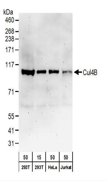 Cullin 4B / CUL4B Antibody (aa50-100)
