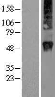 RAB3D Protein (Over-Expression Lysate Myc-DDK (Flag))