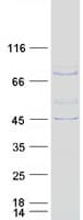 Human SH2D3C / NSP3 Protein (Recombinant Myc-DDK (Flag))