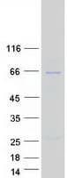 Human ANAPC7 / APC7 Protein (Recombinant Myc-DDK (Flag))