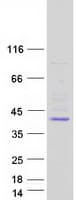 Human YIPF2 Protein (Recombinant Myc-DDK (Flag))