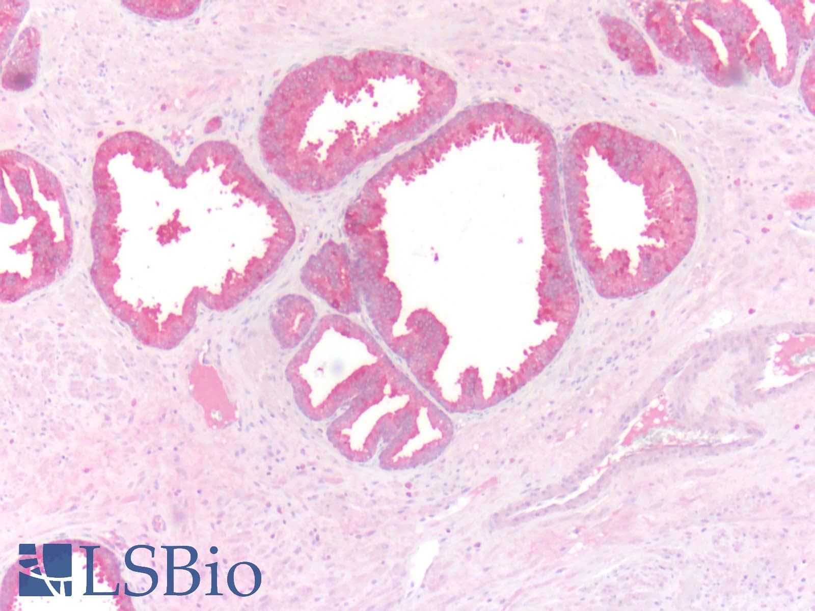 PathPlus™ ADRB3 Antibody (N-Terminus)