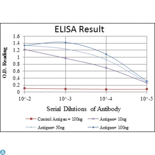 ACTA2 / Smooth Muscle Actin Antibody