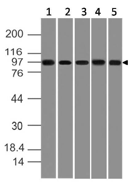TLR9 Antibody