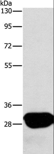 Latexin / MUM Antibody