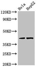 PRKACG Antibody