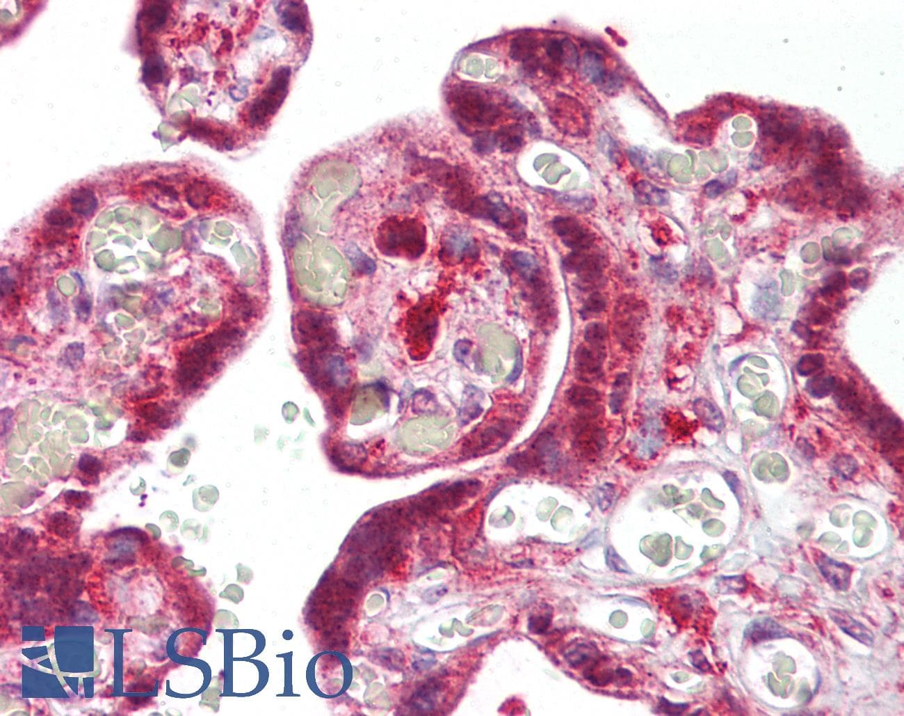 IHC-plus™ SNX2 Antibody (aa350-400)
