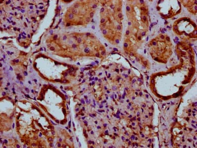 ITIH3 Antibody