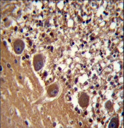 FARSB Antibody (aa535-564)