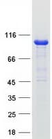 Human VAV2 Protein (Recombinant Myc-DDK (Flag))