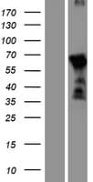 DBX2 Protein (Over-Expression Lysate Myc-DDK (Flag))