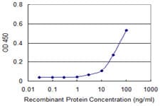 Monoclonal Mouse anti-Human CDK1 / CDC2 Antibody (clone 1A4-1A9, IHC, IF, WB)