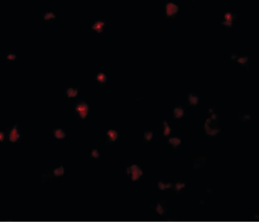 IHC-plus™ Polyclonal Rabbit anti-Human YPEL5 Antibody (IHC, IF, WB)